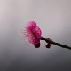 白地に赤く