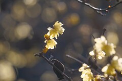 蝋梅への想い