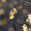 蝋梅への想い