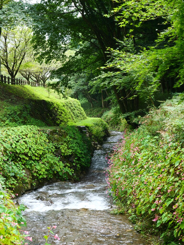 川瀬と秋海棠