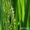 夏の通り道 1