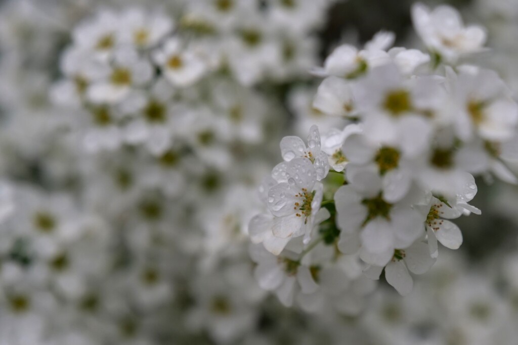 催花雨と花 2/2