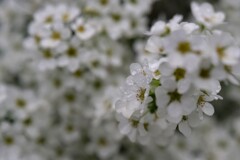 催花雨と花 2/2