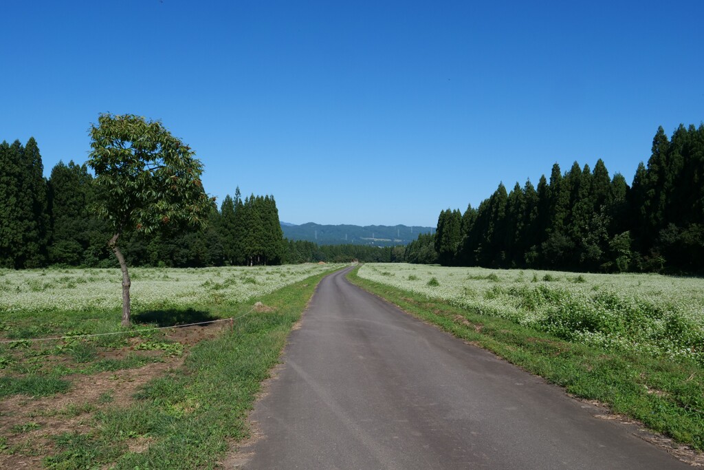 そば畑の道