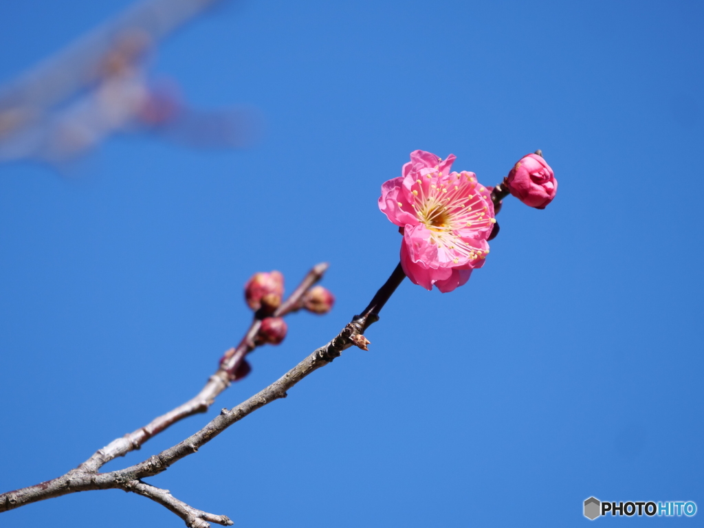 公園の花たち ２