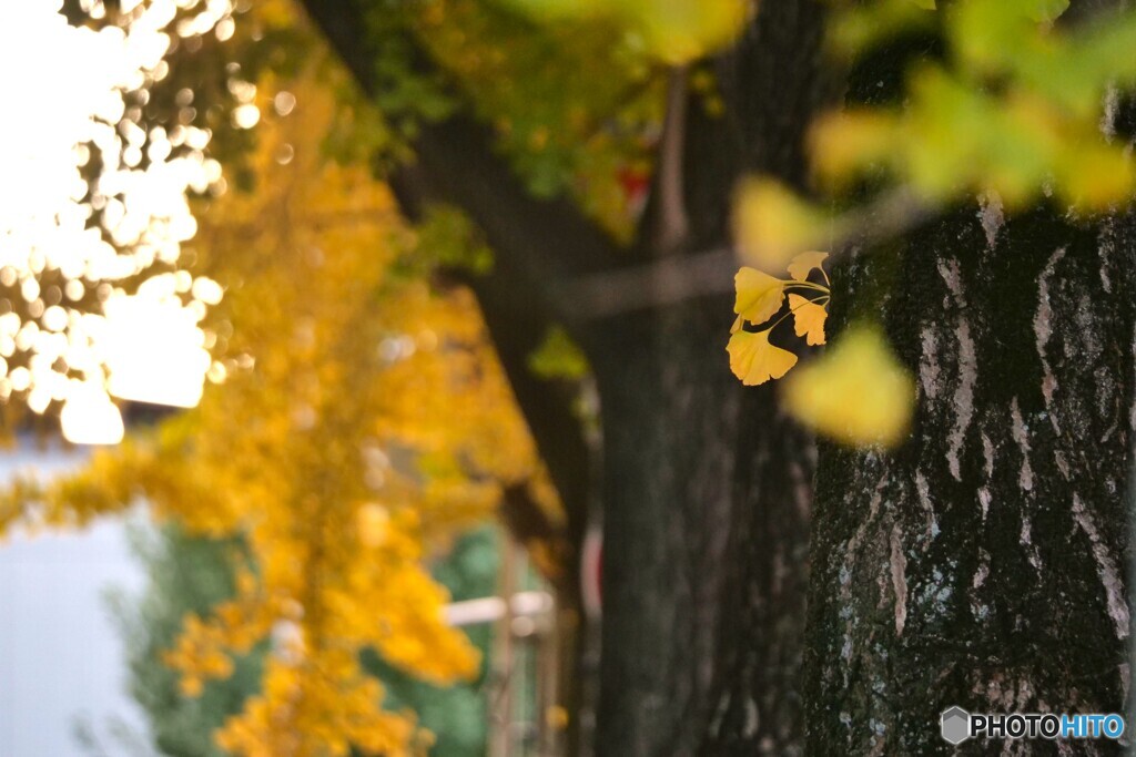 銀杏並木の装飾品