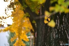 銀杏並木の装飾品