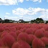 色づくコキア