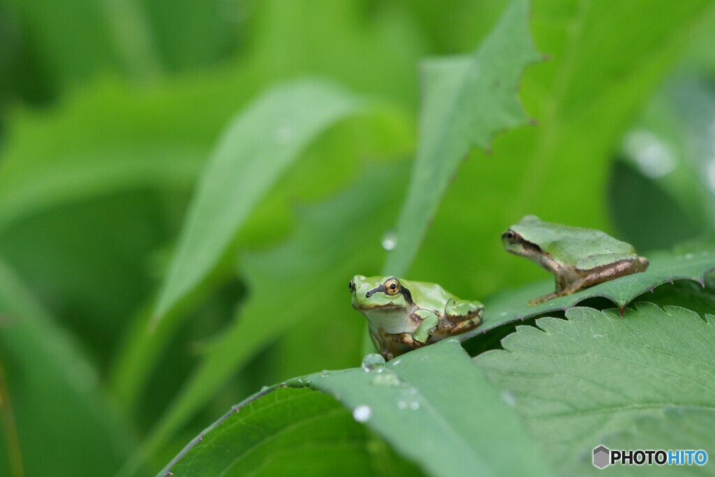 お散歩