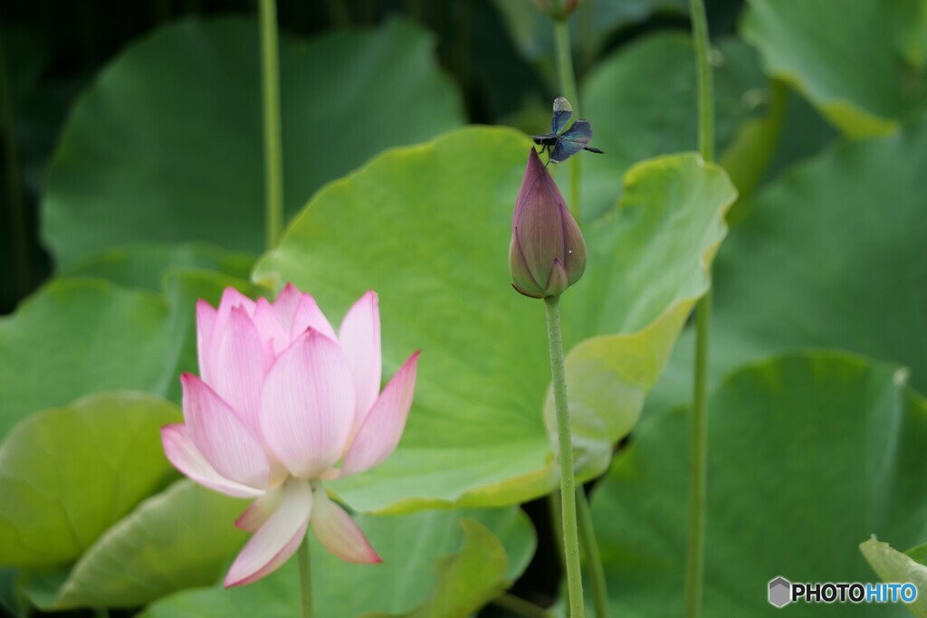 蓮の花とチョウトンボ