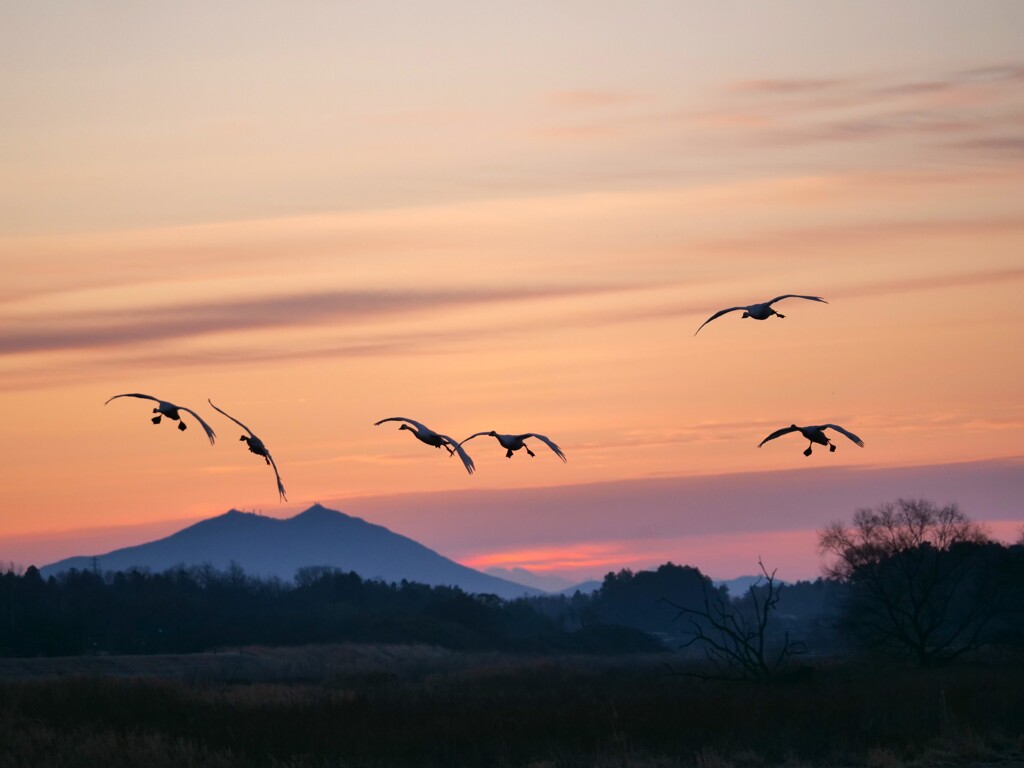 降りてくる白鳥