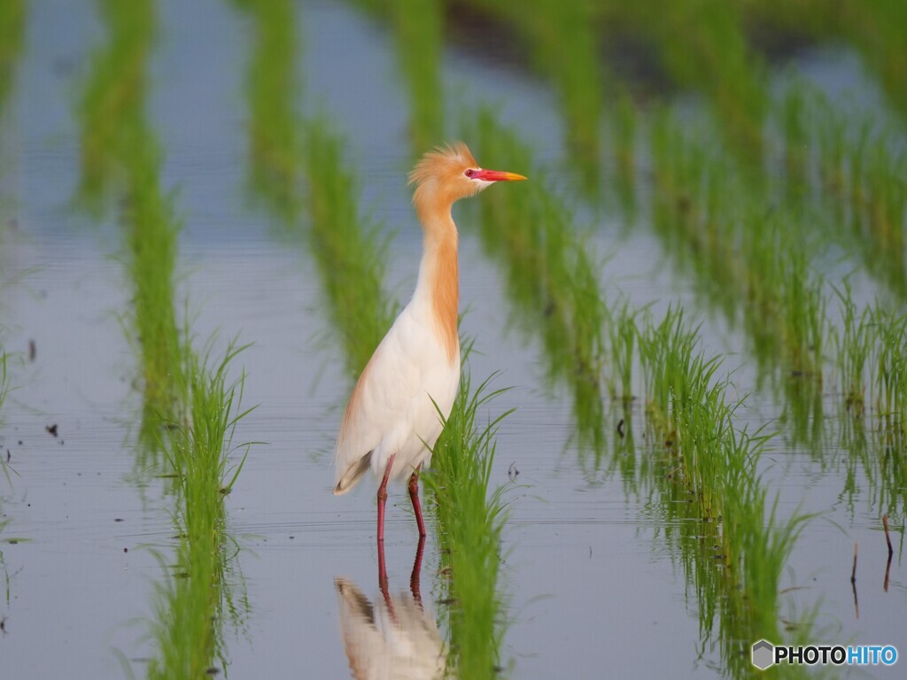 アマサギさん