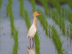 アマサギさん