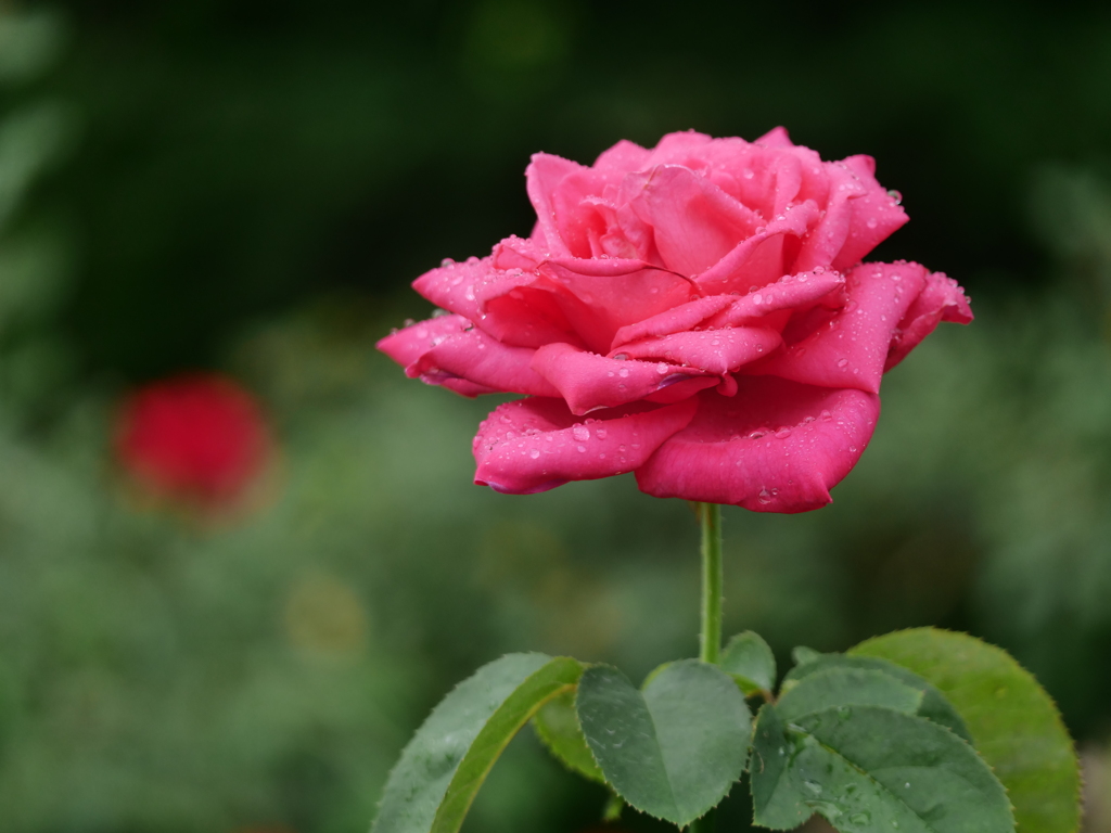 雨の日の2番花