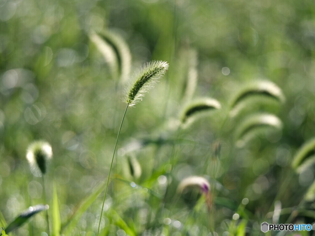 エノコログサ