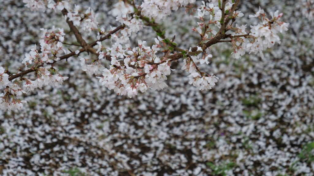 花の命は短くて