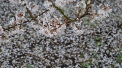 花の命は短くて