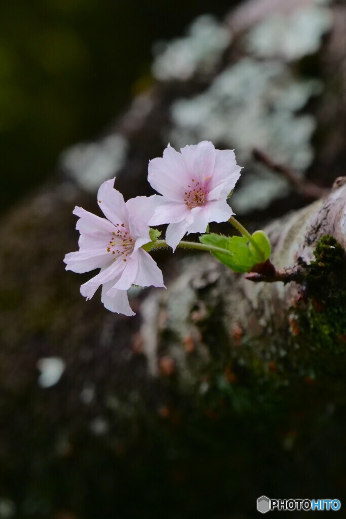桜咲く