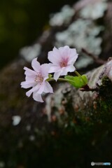 桜咲く