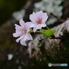 桜咲く