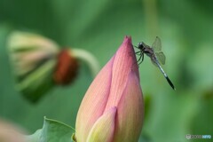 ひと夏のメモリー