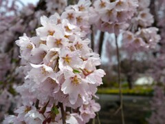 雨上がりの桜