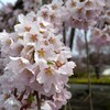 雨上がりの桜