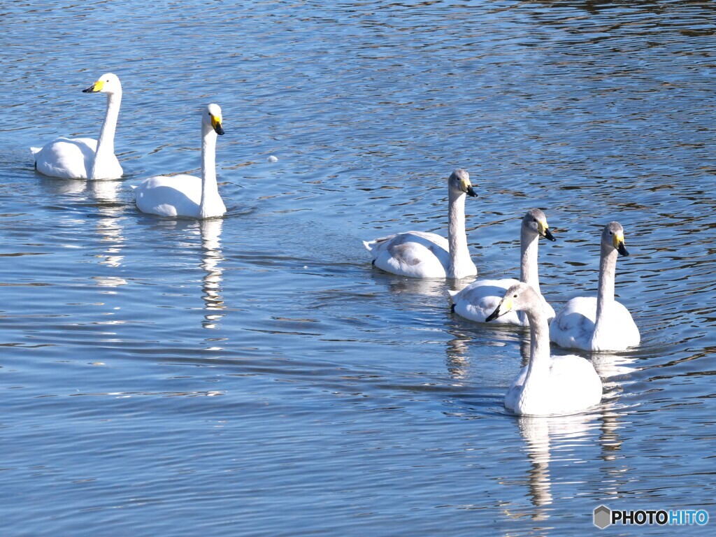 みんな、ついておいで