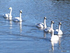 みんな、ついておいで