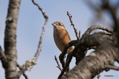 昨日見た野鳥 1/2