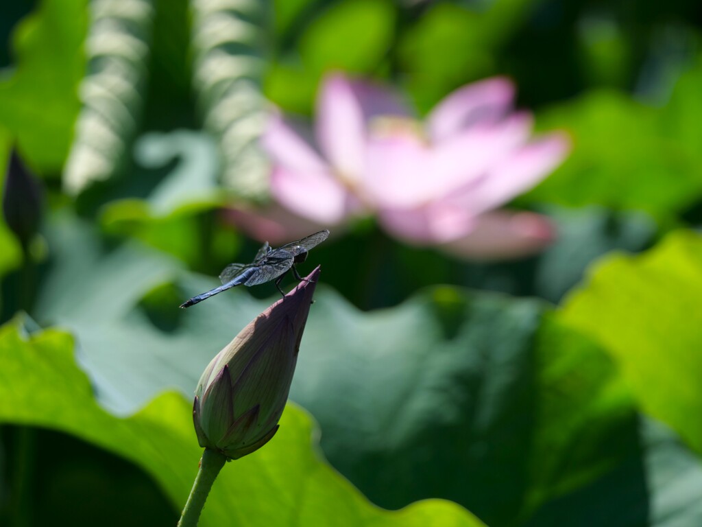 蓮池の蜻蛉