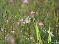幸せ