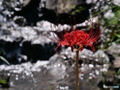 曼殊沙華