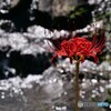 曼殊沙華