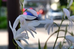 歩道の白蘭