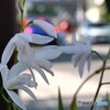 歩道の白蘭