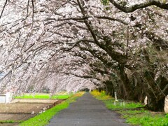 土手道