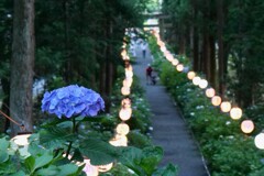 紫陽花と提灯