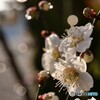 雨上がりの白梅 3/3