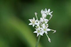 ニラの花 1/2