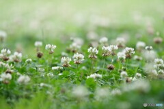 足元に咲く花