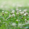 足元に咲く花
