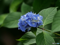 神社の紫陽花