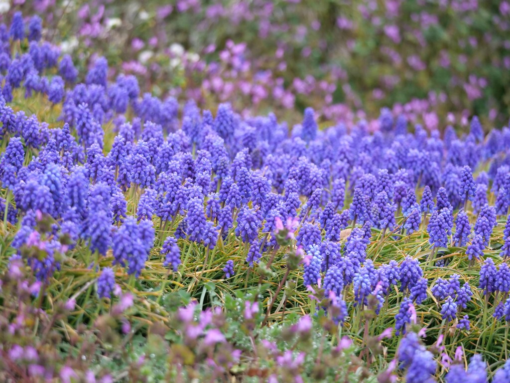 ムスカリの森