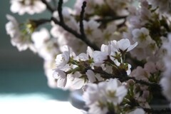 剪定されてしまった桜たち