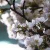 剪定されてしまった桜たち