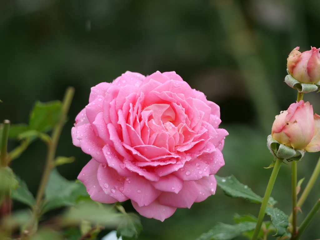 雨の日の2番花