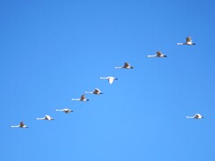 編隊を組む白鳥