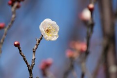 枝先に咲く