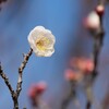 枝先に咲く